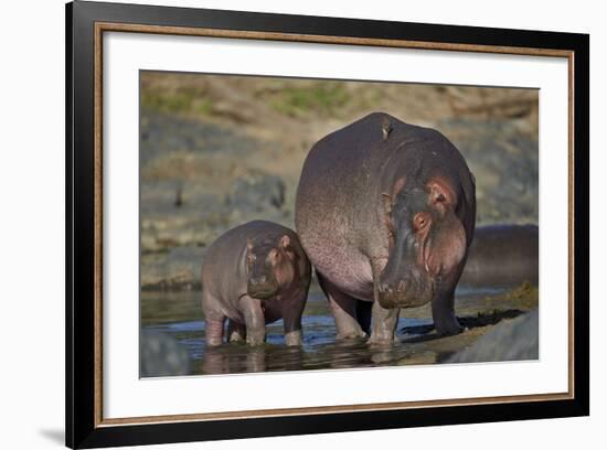 Hippopotamus (Hippopotamus Amphibius) Mother and Calf-James Hager-Framed Photographic Print