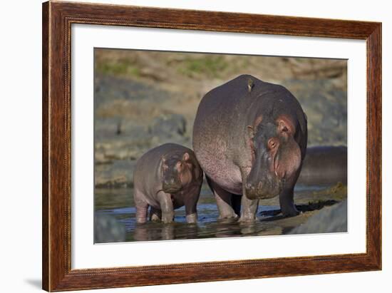 Hippopotamus (Hippopotamus Amphibius) Mother and Calf-James Hager-Framed Photographic Print