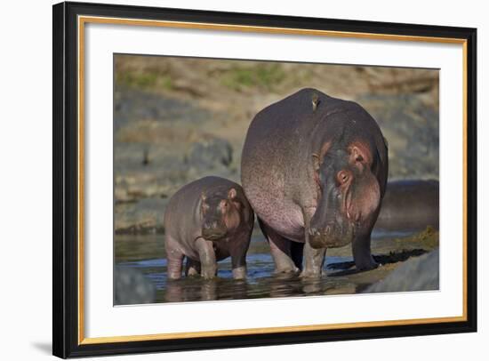 Hippopotamus (Hippopotamus Amphibius) Mother and Calf-James Hager-Framed Photographic Print