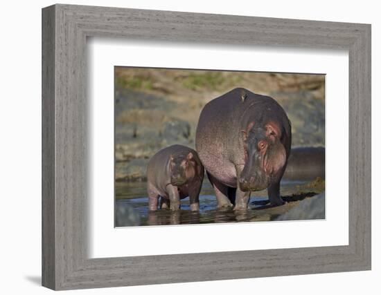 Hippopotamus (Hippopotamus Amphibius) Mother and Calf-James Hager-Framed Photographic Print