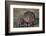 Hippopotamus (Hippopotamus Amphibius) Mother and Calf-James Hager-Framed Photographic Print