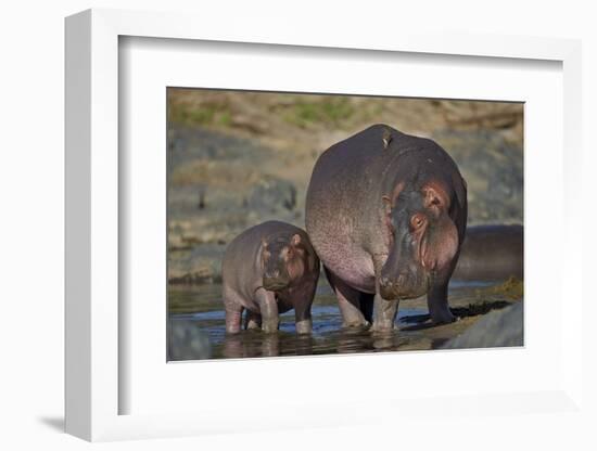 Hippopotamus (Hippopotamus Amphibius) Mother and Calf-James Hager-Framed Photographic Print