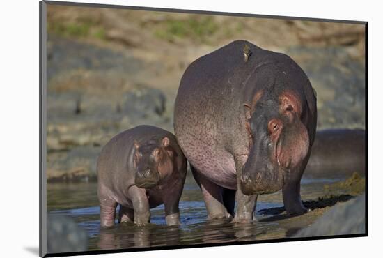 Hippopotamus (Hippopotamus Amphibius) Mother and Calf-James Hager-Mounted Photographic Print