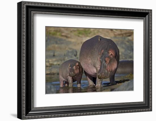 Hippopotamus (Hippopotamus Amphibius) Mother and Calf-James Hager-Framed Photographic Print