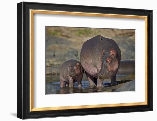 Hippopotamus (Hippopotamus Amphibius) Mother and Calf-James Hager-Framed Photographic Print