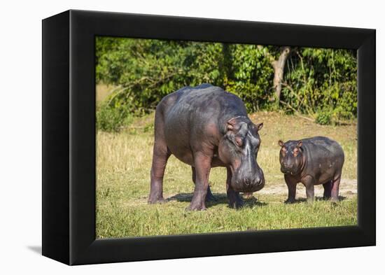 Hippopotamus (Hippopotamus Amphibius) Mother-Michael Runkel-Framed Premier Image Canvas