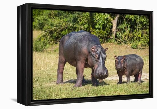 Hippopotamus (Hippopotamus Amphibius) Mother-Michael Runkel-Framed Premier Image Canvas