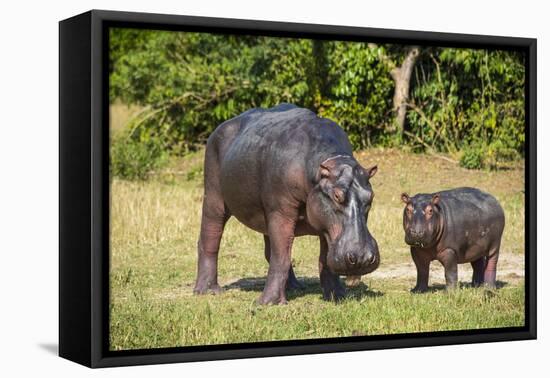 Hippopotamus (Hippopotamus Amphibius) Mother-Michael Runkel-Framed Premier Image Canvas