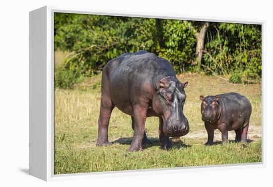 Hippopotamus (Hippopotamus Amphibius) Mother-Michael Runkel-Framed Premier Image Canvas