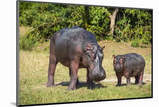 Hippopotamus (Hippopotamus Amphibius) Mother-Michael Runkel-Mounted Photographic Print