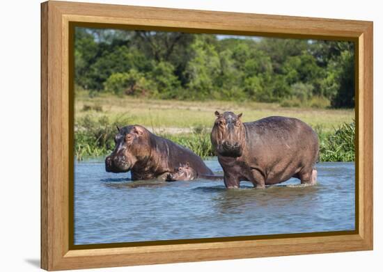 Hippopotamus (Hippopotamus Amphibius), Murchison Falls National Park, Uganda, East Africa, Africa-Michael Runkel-Framed Premier Image Canvas