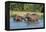 Hippopotamus (Hippopotamus Amphibius), Murchison Falls National Park, Uganda, East Africa, Africa-Michael Runkel-Framed Premier Image Canvas