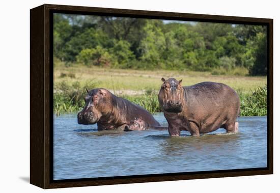 Hippopotamus (Hippopotamus Amphibius), Murchison Falls National Park, Uganda, East Africa, Africa-Michael Runkel-Framed Premier Image Canvas