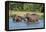 Hippopotamus (Hippopotamus Amphibius), Murchison Falls National Park, Uganda, East Africa, Africa-Michael Runkel-Framed Premier Image Canvas