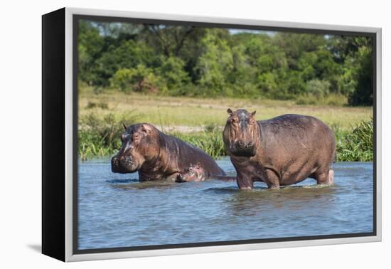 Hippopotamus (Hippopotamus Amphibius), Murchison Falls National Park, Uganda, East Africa, Africa-Michael Runkel-Framed Premier Image Canvas