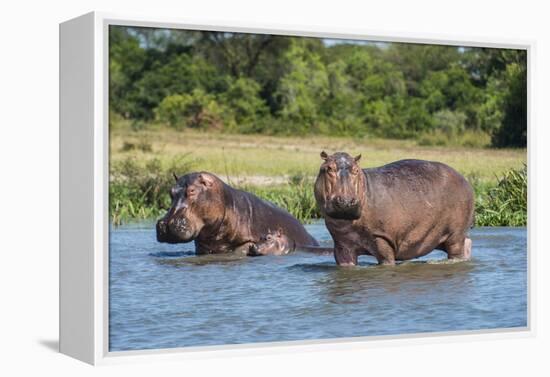 Hippopotamus (Hippopotamus Amphibius), Murchison Falls National Park, Uganda, East Africa, Africa-Michael Runkel-Framed Premier Image Canvas