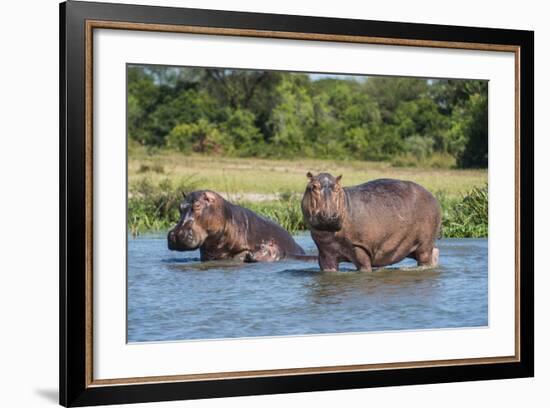 Hippopotamus (Hippopotamus Amphibius), Murchison Falls National Park, Uganda, East Africa, Africa-Michael Runkel-Framed Photographic Print