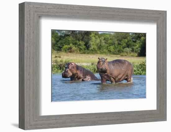 Hippopotamus (Hippopotamus Amphibius), Murchison Falls National Park, Uganda, East Africa, Africa-Michael Runkel-Framed Photographic Print