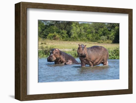 Hippopotamus (Hippopotamus Amphibius), Murchison Falls National Park, Uganda, East Africa, Africa-Michael Runkel-Framed Photographic Print