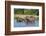 Hippopotamus (Hippopotamus Amphibius), Murchison Falls National Park, Uganda, East Africa, Africa-Michael Runkel-Framed Photographic Print