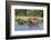 Hippopotamus (Hippopotamus Amphibius), Murchison Falls National Park, Uganda, East Africa, Africa-Michael Runkel-Framed Photographic Print