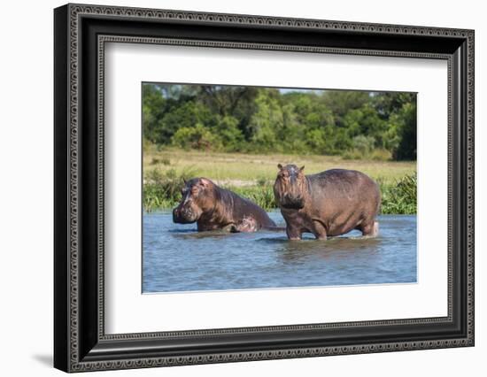 Hippopotamus (Hippopotamus Amphibius), Murchison Falls National Park, Uganda, East Africa, Africa-Michael Runkel-Framed Photographic Print