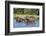 Hippopotamus (Hippopotamus Amphibius), Murchison Falls National Park, Uganda, East Africa, Africa-Michael Runkel-Framed Photographic Print