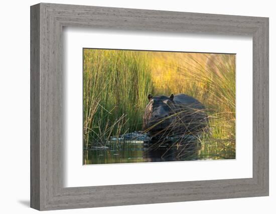 Hippopotamus (Hippopotamus amphibius), Okavango Delta, Botswana, Africa-Sergio Pitamitz-Framed Photographic Print