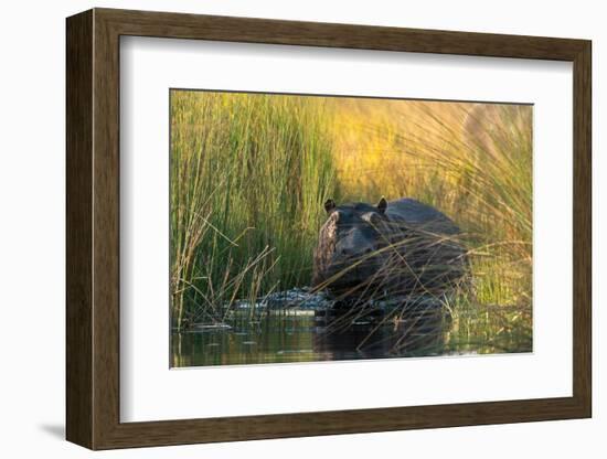 Hippopotamus (Hippopotamus amphibius), Okavango Delta, Botswana, Africa-Sergio Pitamitz-Framed Photographic Print