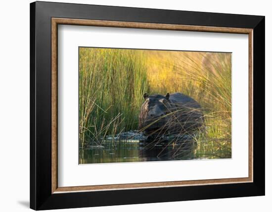 Hippopotamus (Hippopotamus amphibius), Okavango Delta, Botswana, Africa-Sergio Pitamitz-Framed Photographic Print