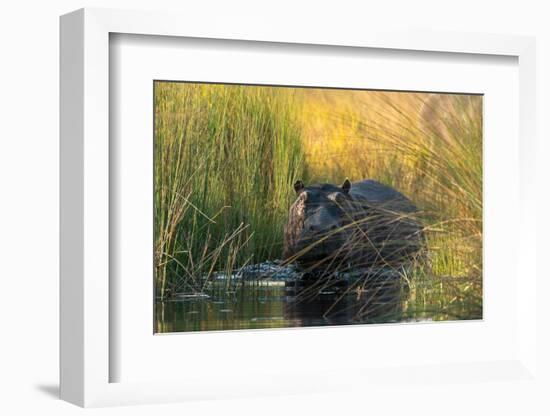 Hippopotamus (Hippopotamus amphibius), Okavango Delta, Botswana, Africa-Sergio Pitamitz-Framed Photographic Print