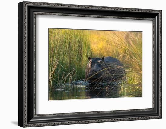 Hippopotamus (Hippopotamus amphibius), Okavango Delta, Botswana, Africa-Sergio Pitamitz-Framed Photographic Print