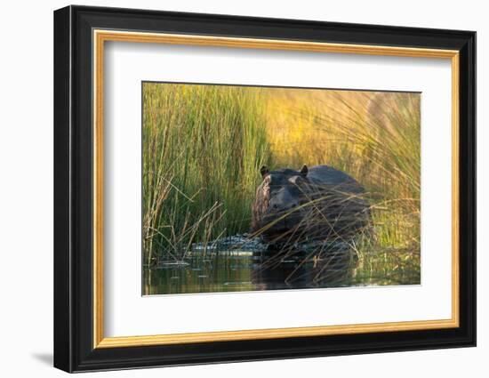 Hippopotamus (Hippopotamus amphibius), Okavango Delta, Botswana, Africa-Sergio Pitamitz-Framed Photographic Print