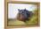 Hippopotamus (Hippopotamus Amphibius) Out of the Water, Peering around Vegetation-Wim van den Heever-Framed Premier Image Canvas