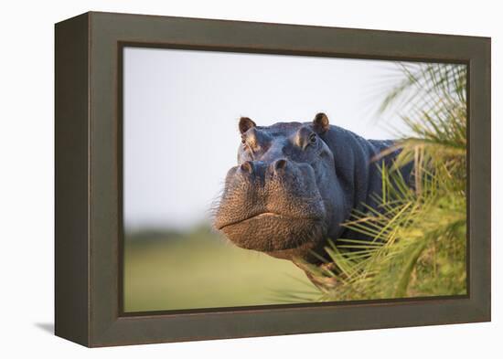 Hippopotamus (Hippopotamus Amphibius) Out of the Water, Peering around Vegetation-Wim van den Heever-Framed Premier Image Canvas