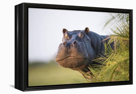 Hippopotamus (Hippopotamus Amphibius) Out of the Water, Peering around Vegetation-Wim van den Heever-Framed Premier Image Canvas