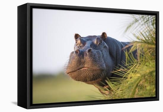 Hippopotamus (Hippopotamus Amphibius) Out of the Water, Peering around Vegetation-Wim van den Heever-Framed Premier Image Canvas
