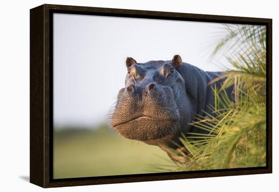 Hippopotamus (Hippopotamus Amphibius) Out of the Water, Peering around Vegetation-Wim van den Heever-Framed Premier Image Canvas