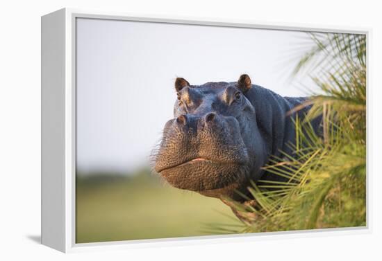 Hippopotamus (Hippopotamus Amphibius) Out of the Water, Peering around Vegetation-Wim van den Heever-Framed Premier Image Canvas