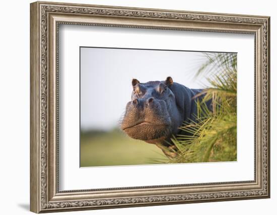 Hippopotamus (Hippopotamus Amphibius) Out of the Water, Peering around Vegetation-Wim van den Heever-Framed Photographic Print