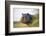 Hippopotamus (Hippopotamus Amphibius) Out of the Water, Peering around Vegetation-Wim van den Heever-Framed Photographic Print