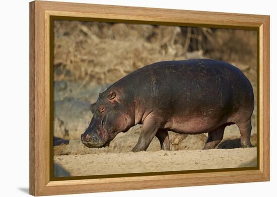 Hippopotamus (Hippopotamus Amphibius) Out of the Water-James Hager-Framed Premier Image Canvas