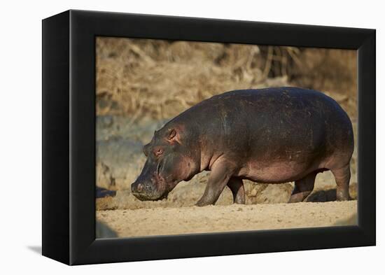 Hippopotamus (Hippopotamus Amphibius) Out of the Water-James Hager-Framed Premier Image Canvas