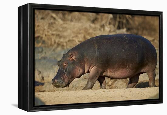 Hippopotamus (Hippopotamus Amphibius) Out of the Water-James Hager-Framed Premier Image Canvas