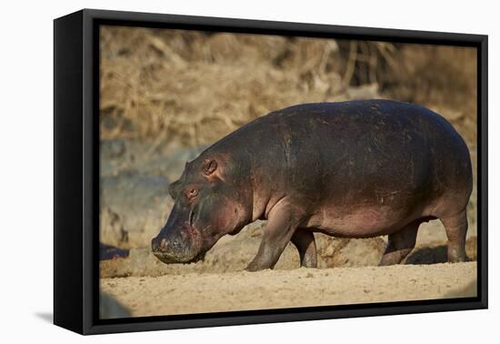 Hippopotamus (Hippopotamus Amphibius) Out of the Water-James Hager-Framed Premier Image Canvas