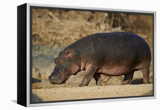 Hippopotamus (Hippopotamus Amphibius) Out of the Water-James Hager-Framed Premier Image Canvas