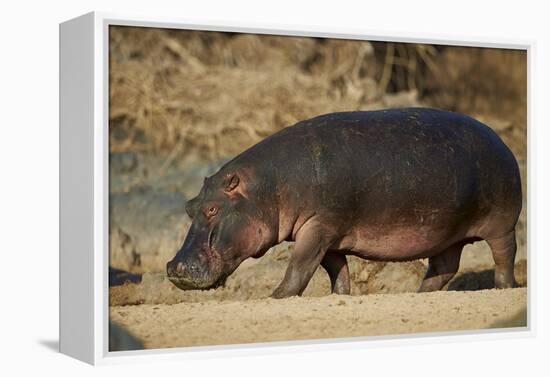 Hippopotamus (Hippopotamus Amphibius) Out of the Water-James Hager-Framed Premier Image Canvas