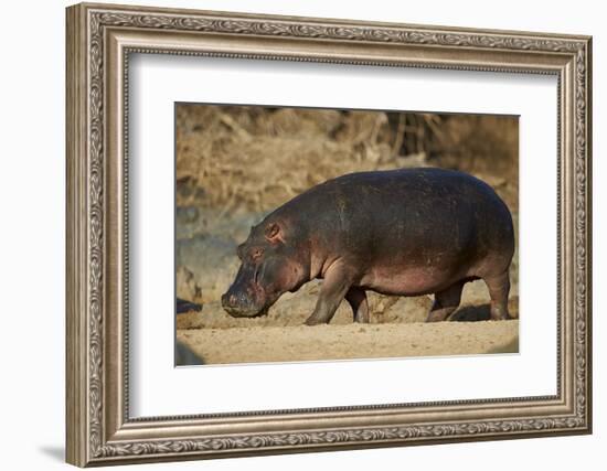 Hippopotamus (Hippopotamus Amphibius) Out of the Water-James Hager-Framed Photographic Print