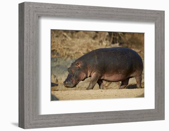 Hippopotamus (Hippopotamus Amphibius) Out of the Water-James Hager-Framed Photographic Print