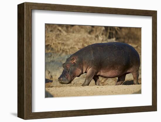 Hippopotamus (Hippopotamus Amphibius) Out of the Water-James Hager-Framed Photographic Print